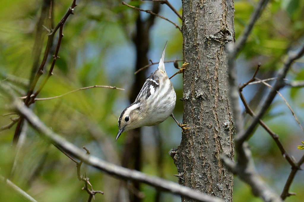 Warbler, Black-and-white, 2013-05150326 Parker River NWR, MA.JPG - Black-and-white Warbler. Parker River National Wildlife Refuge, MA, 5-15-2013